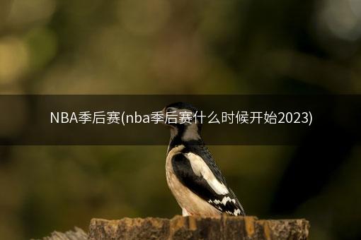 NBA季后赛(nba季后赛什么时候开始2023)