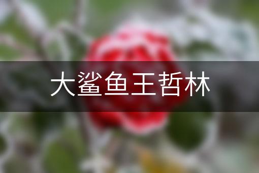 大鲨鱼王哲林