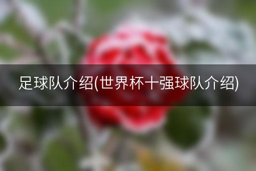 足球队介绍(世界杯十强球队介绍)