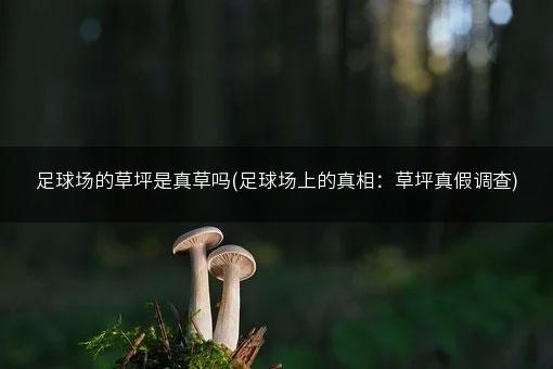 足球场的草坪是真草吗(足球场上的真相：草坪真假调查)