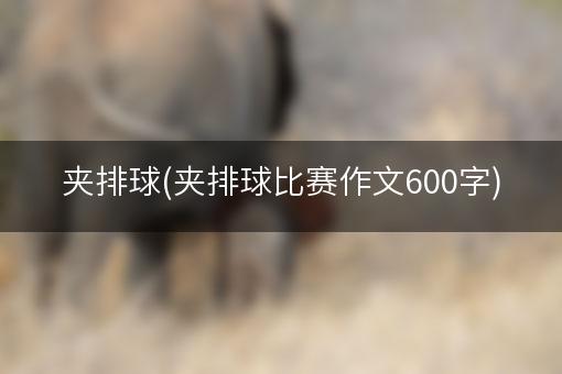 夹排球(夹排球比赛作文600字)